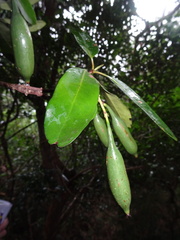 Atractocarpus platyxylon