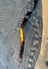 Eisenia arborea