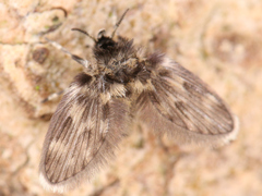 Psychodinae