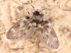Psychodinae