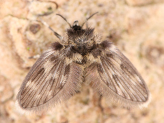 Psychodinae