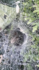 Agelena labyrinthica