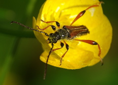 Stenopterus rufus