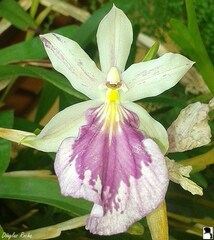 Miltonia spectabilis