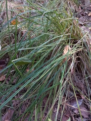 Carex remota