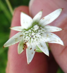 Alepidea peduncularis