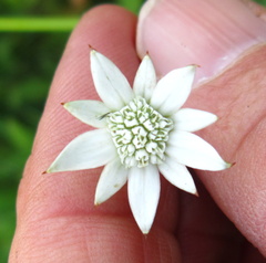 Alepidea peduncularis