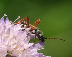 Stenopterus rufus