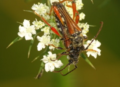 Stenopterus rufus