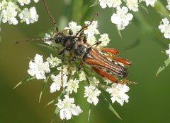Stenopterus rufus