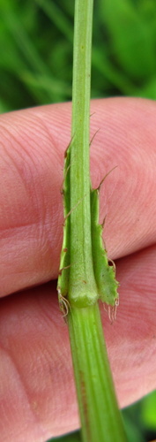Image of Fivefive Ministar (Alepidea peduncularis) by no rights reserved