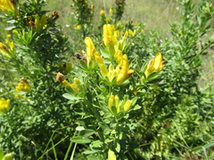 Chamaecytisus austriacus