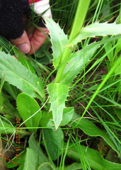 Alepidea peduncularis