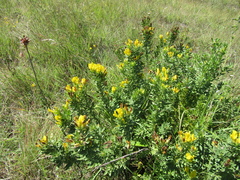 Chamaecytisus austriacus