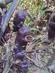 Strobilanthes lurida