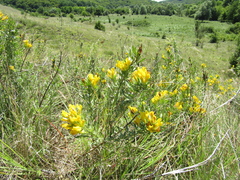 Chamaecytisus austriacus