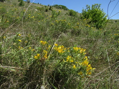 Chamaecytisus austriacus