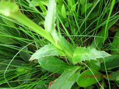 Alepidea peduncularis