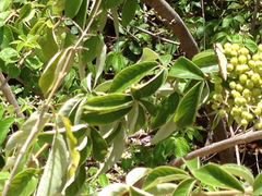 Echinolittorina pascua