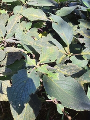 Strobilanthes lurida