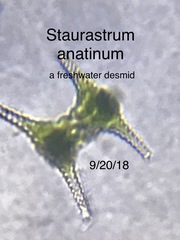 Staurastrum anatinum