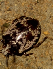 Antiteuchus melanoleucus