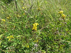 Cytisus nigricans