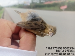 Sporophila telasco