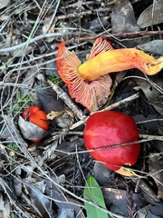 Hygrocybe laetissima