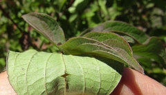 Cornus sanguinea australis