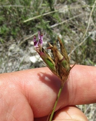 Dianthus membranaceus