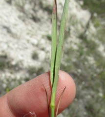 Dianthus membranaceus