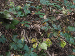 Muscardinus avellanarius