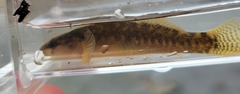 Etheostoma flabellare