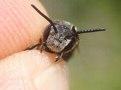 Coelioxys inermis