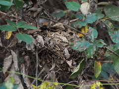 Muscardinus avellanarius