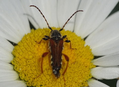 Stenopterus rufus