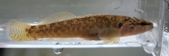 Etheostoma flabellare