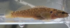 Etheostoma flabellare