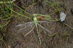Ophiogomphus obscurus