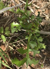 Hippobromus pauciflorus