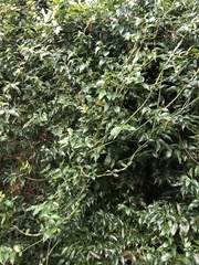 Coptosapelta diffusa