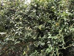 Coptosapelta diffusa