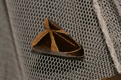 Agamana conjungens