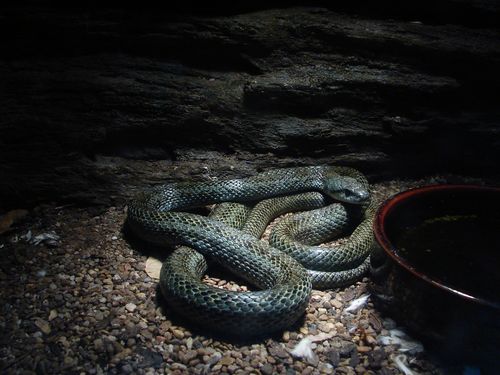 Japanese Ratsnake