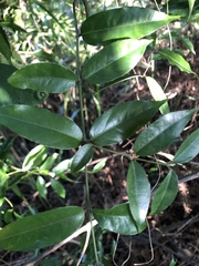 Coptosapelta diffusa