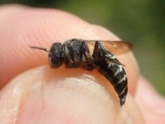 Coelioxys inermis