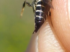 Coelioxys inermis