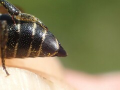 Coelioxys inermis