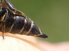 Coelioxys inermis